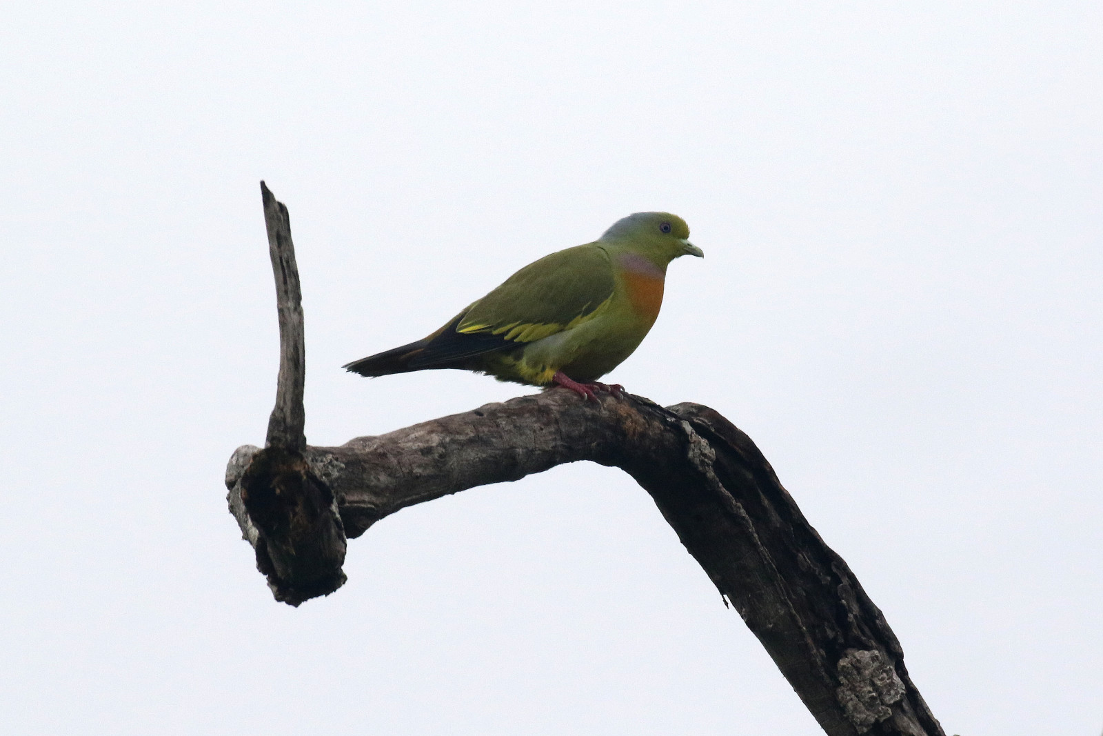 image Orange-breasted Green-Pigeon